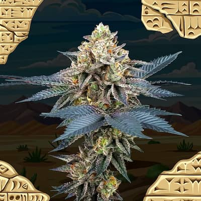 Picchu > Perfect Tree | Feminisierte Hanfsamen  |  Indica